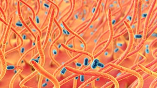 Das Bakterium Bordetella pertussis Erreger